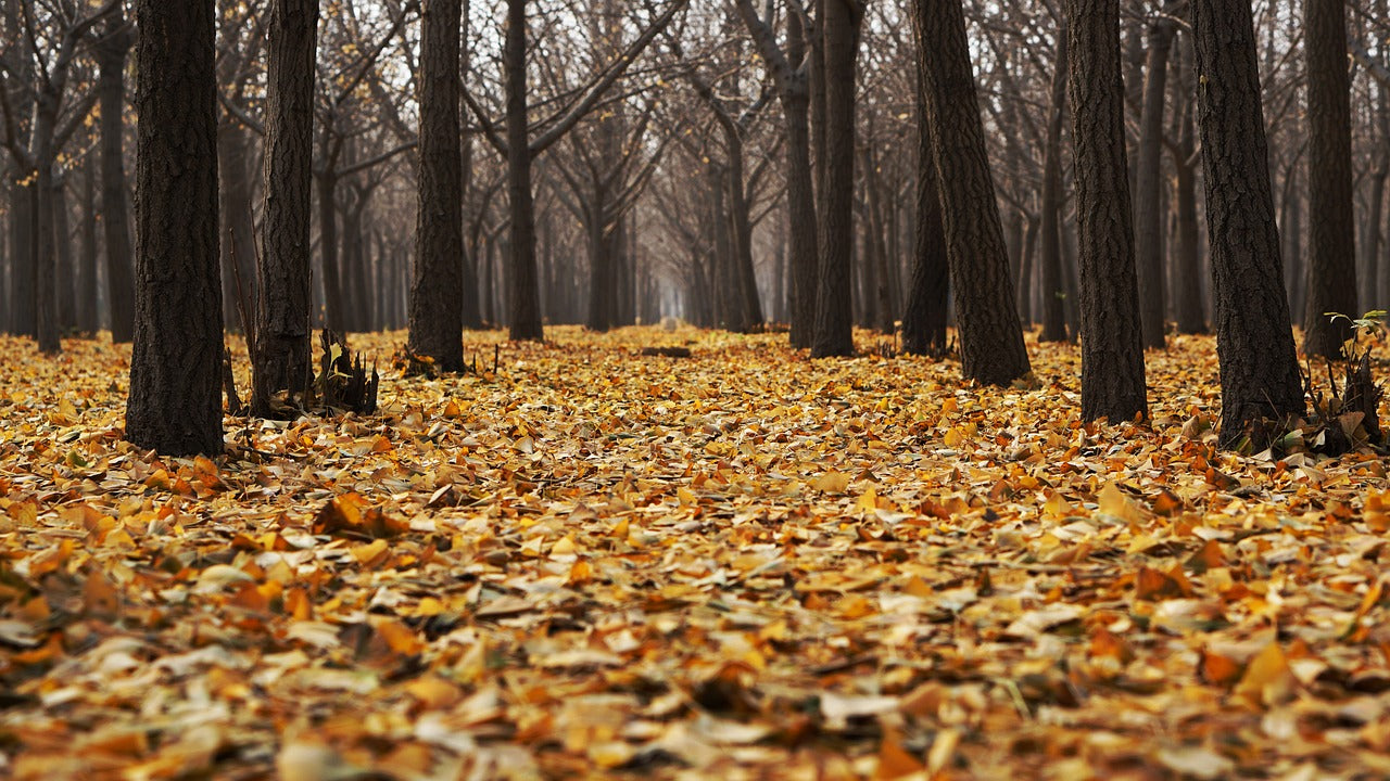 Fall & Winter Diffuser Blends